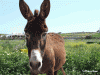 Donkey - Koufonisia