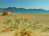 Platia Pounta Beach - Koufonisia